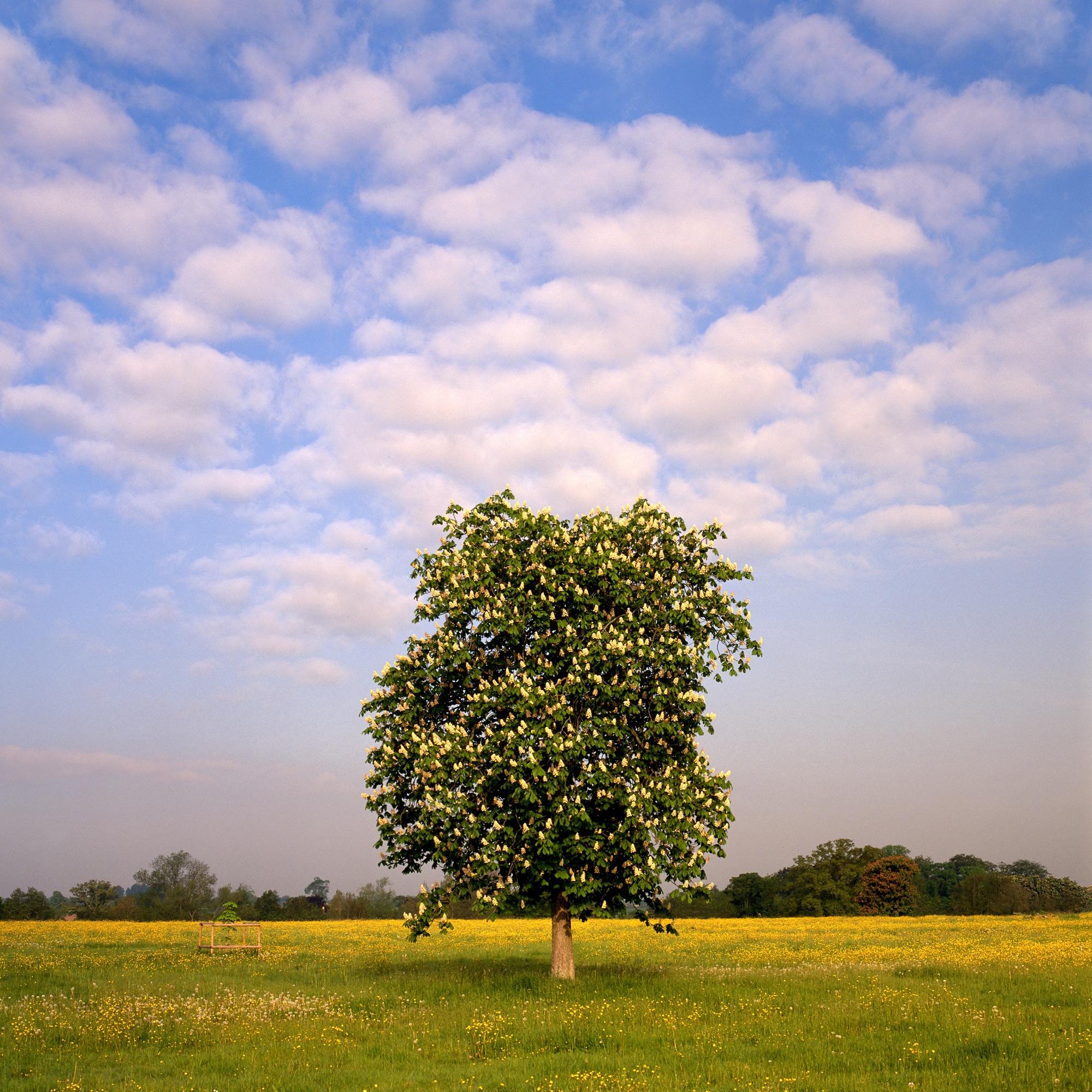 Charlie Waite, Young Chestnut Tree, Dorset, England, 1984