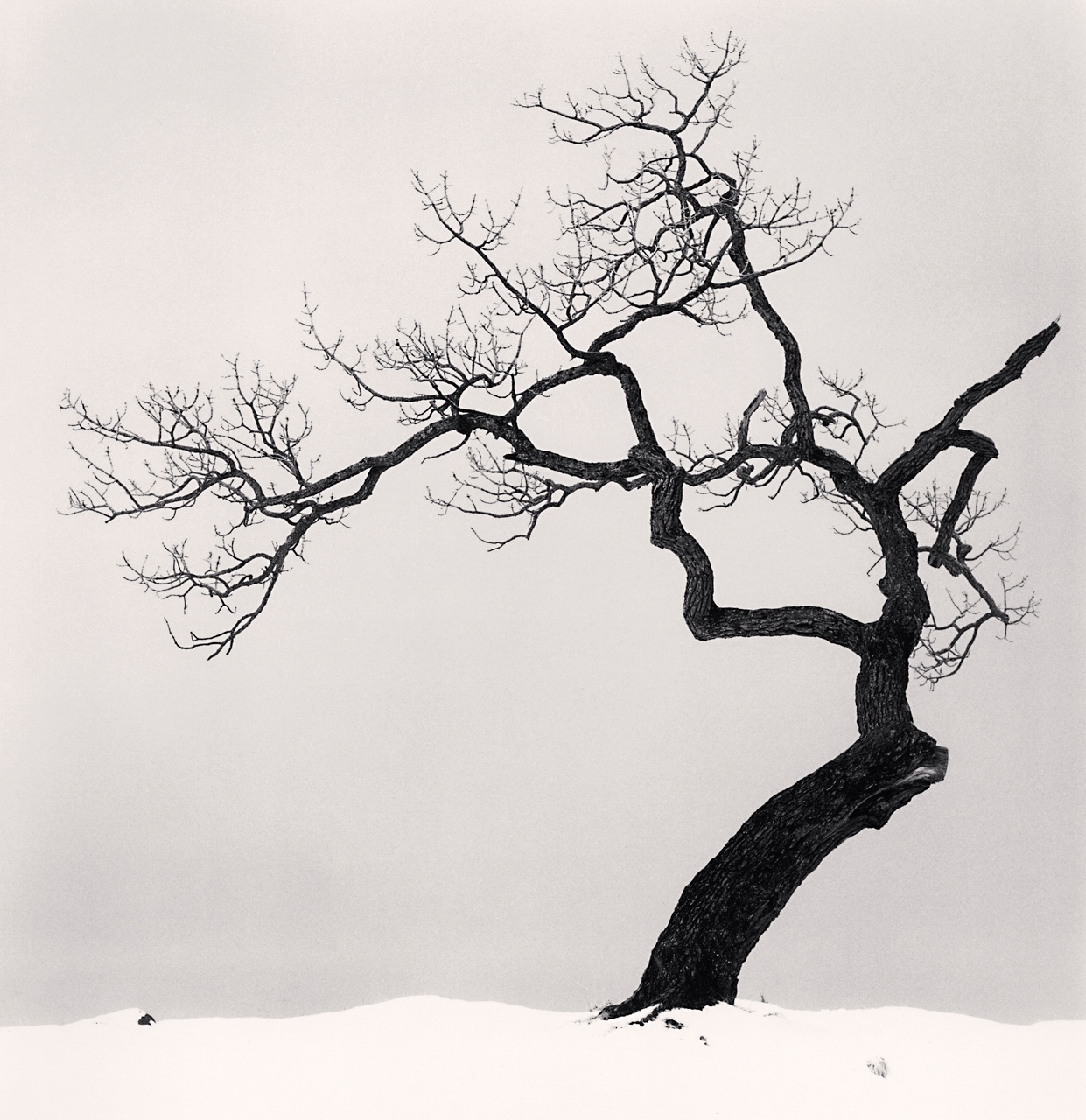 Michael Kenna, Kussharo Lake Tree Study 1, Kotan, Hokkaido, Japan, 2002