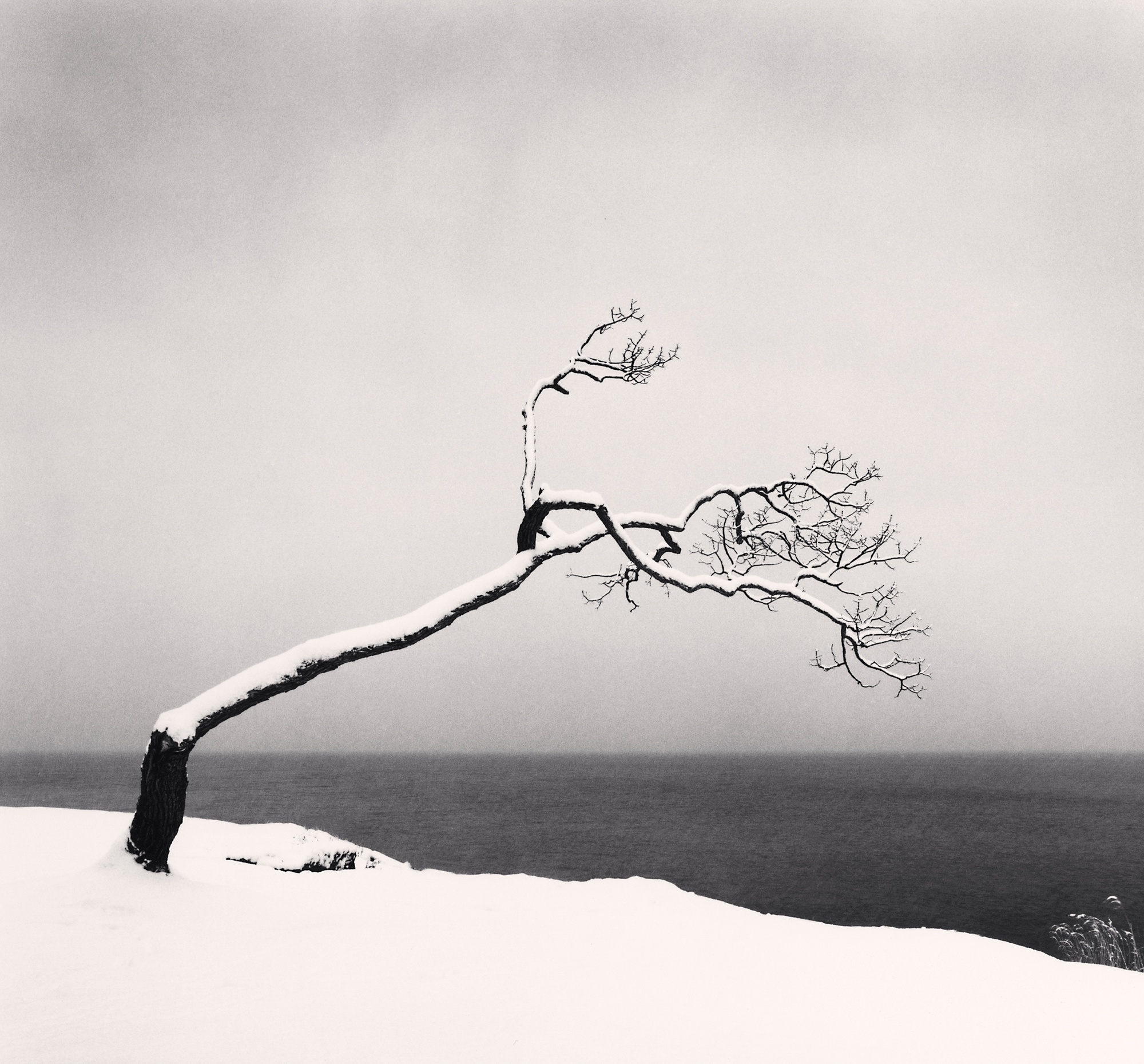 Michael Kenna, Kussharo Lake Tree, Study 3, Kotan, Hokkaido, Japan, 2005