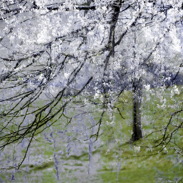 Valda Bailey - The Woods Call With A Hundred Voices, 2018