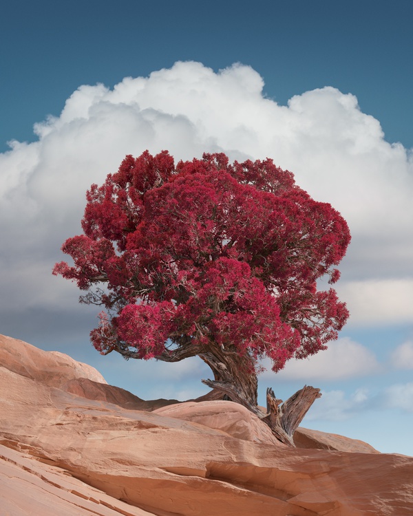 Benjamin Everett, Red Tree Rocks, Southwest, USA, 2017