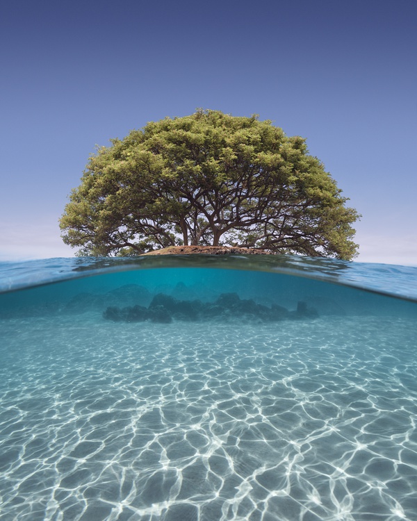 Benjamin Everett, Aqua Tree, Big Island, 2018