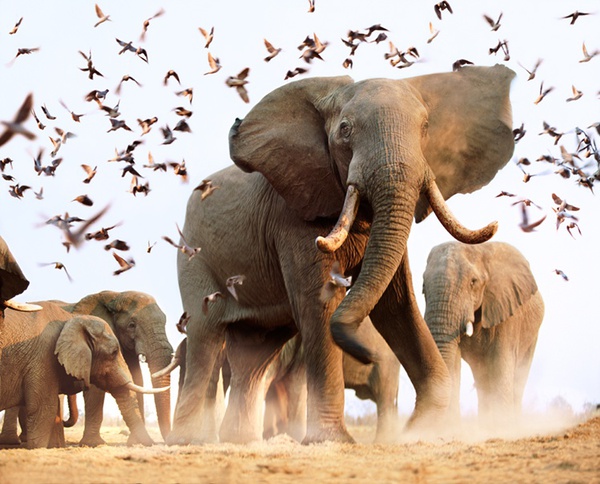 Steve Bloom, African Elephants, Botswana