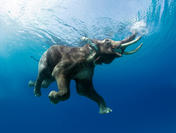 Steve Bloom, Elephant Swimming III