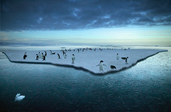 Steve Bloom, Adelie Penguins, Antarctica