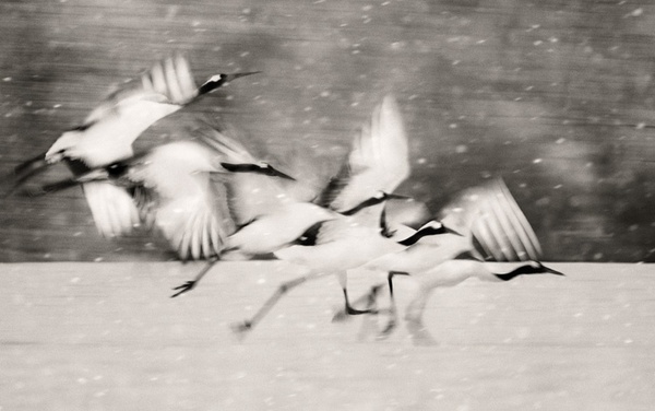 Steve Bloom, Red-crowned Cranes Taking Flight, Japan