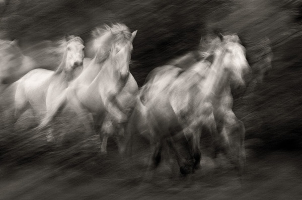 Steve Bloom, Camargue Horses, France