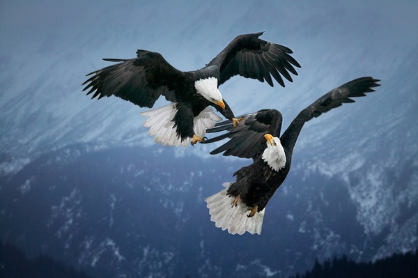Steve Bloom, Bald Eagles fighting, Alaska