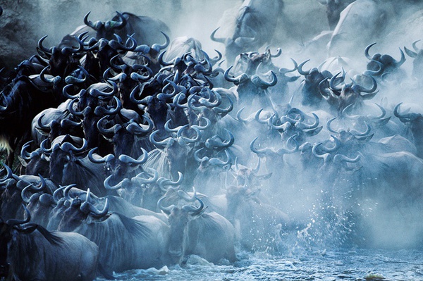 Steve Bloom, Stampeding Wildebeest, Mara River, Kenya