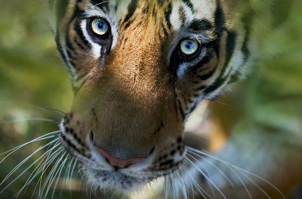 Steve Bloom, Bengal Tiger, India