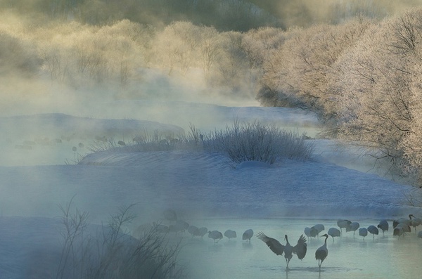 Steve Bloom, Red-crowned Cranes, Hokkaido, Japan