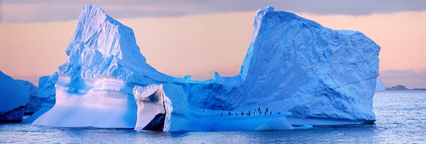 Steve Bloom, Chinstrap Penguins, Antarctica