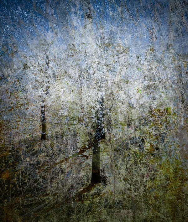 Valda Bailey, Blossom Blizzard Study 3, 2017