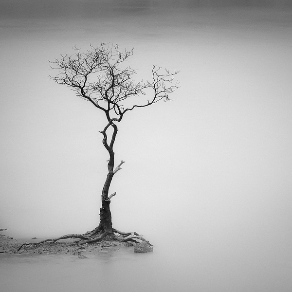 Hengki Koentjoro, Zen Tree