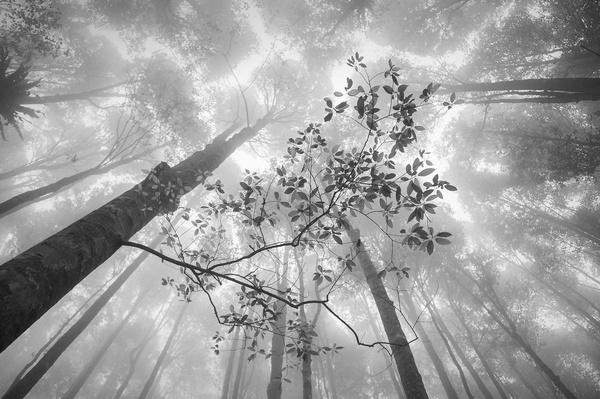 Hengki Koentjoro, Rainforest