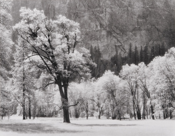 Bob Kolbrener, Ansel's Oak Tree, Yosemite National Park, 1992