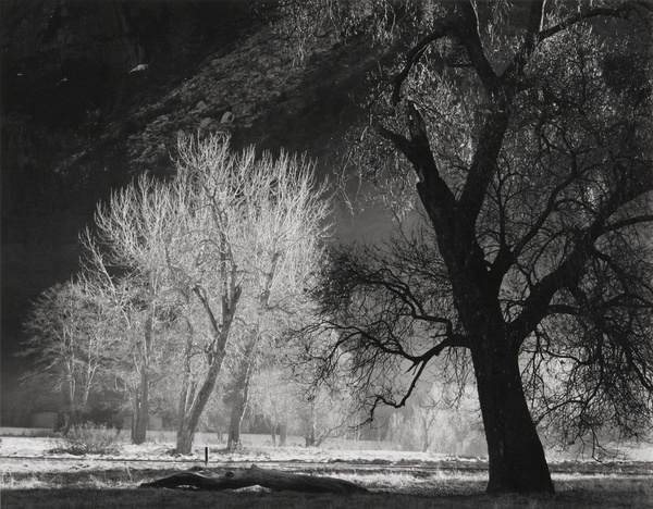 Bob Kolbrener, Late Sun On Oaks, Yosemite National Park, 1975