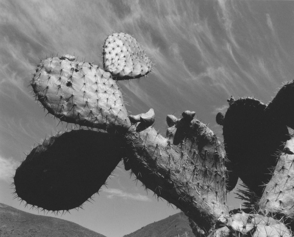 Bob Kolbrener, Cactus, Central Coast Of California, 1997