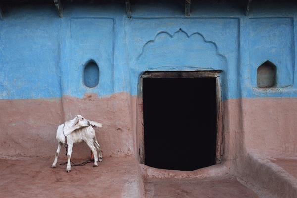 Jeffrey Becom, White Goat, Bangra, Uttar Pradesh, India, 2008