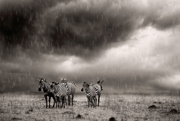 zebras-in-the-rain-masai-mara-kenya-by-steve-bloom-limited-edition-print-for-sale-at-bosham-gallery