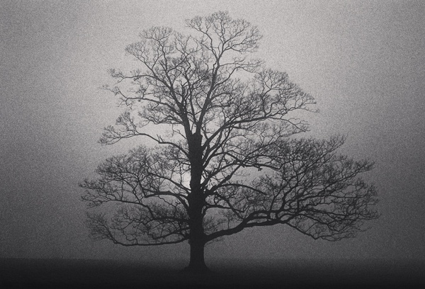 Michael Kenna, Fox Talbot's Tree, Lacock Abbey, Wiltshire, England, 1983
