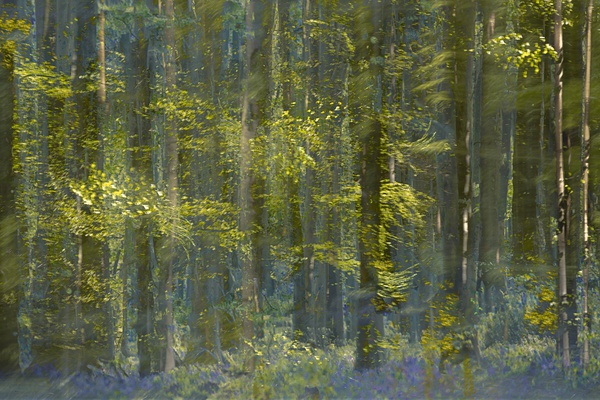 rhythm-and-dance-2017-by-valda-bailey-limited-edition-print-for-sale-at-bosham-gallery