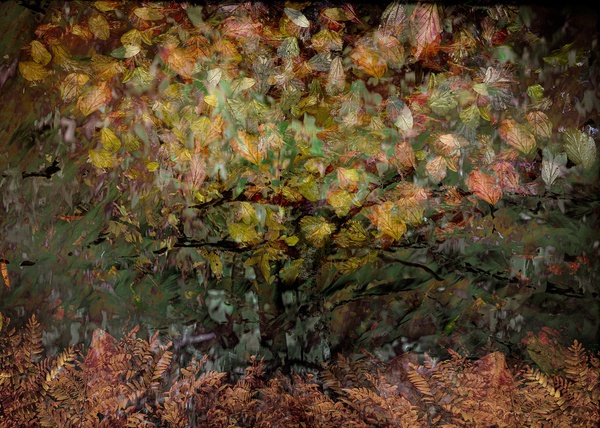 evening-amber-2020-by-valda-bailey-limited-edition-print-for-sale-at-bosham-gallery