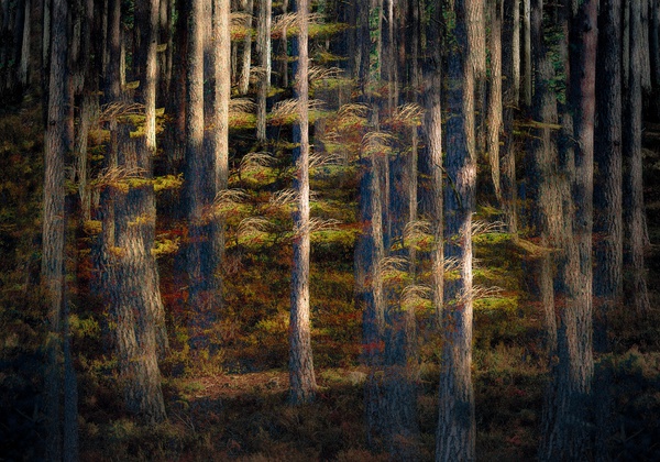 into-the-light-2016-by-valda-bailey-limited-edition-print-for-sale-at-bosham-gallery