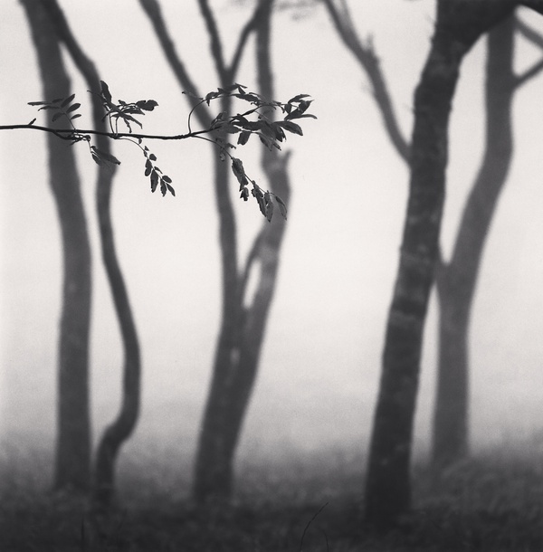 Michael Kenna, Chikui Cape Trees, Muroran, Hokkaido, Japan, 2002