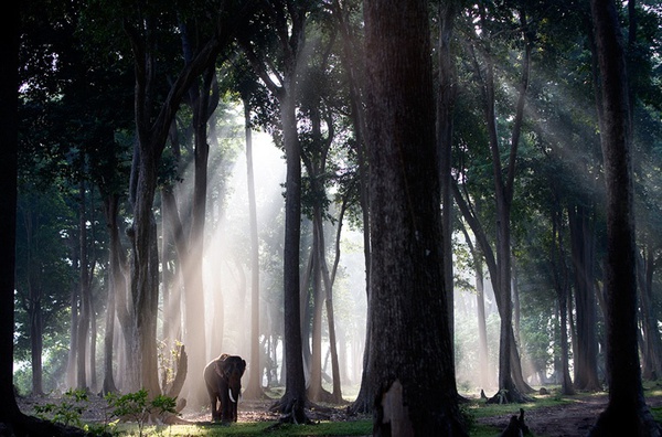 Steve Bloom, Elephant In The Forest, Study 1, Andaman Islands, India