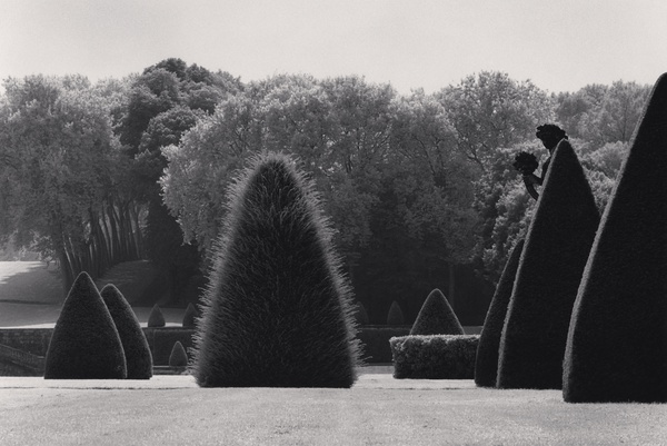 Michael Kenna, Unclipped Bush, Vaux-Le-Vicomte, France, 1988