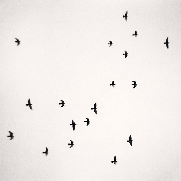 Michael Kenna, Eighteen Birds, Reggio Emilio, Italy, 2007