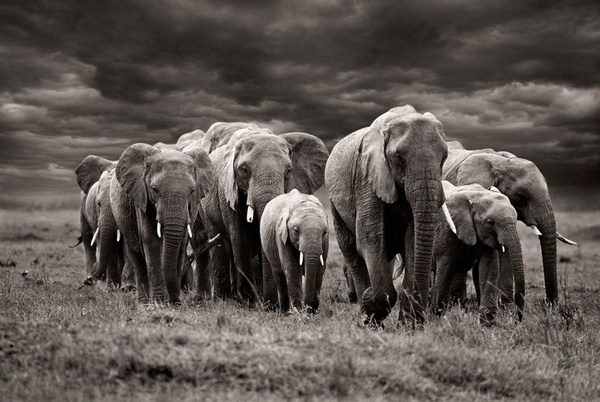 elephant-herd-against-stormy-skies-masai-mara-kenya-by-steve-bloom-fine-art-print-for-sale-at-bosham-gallery