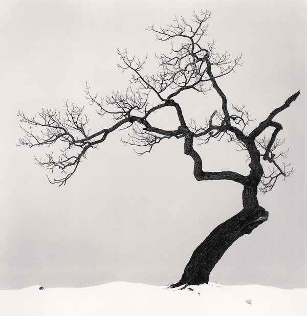 Michael Kenna, Kussharo Lake Tree, Study 1, Kotan, Hokkaido, Japan, 2002