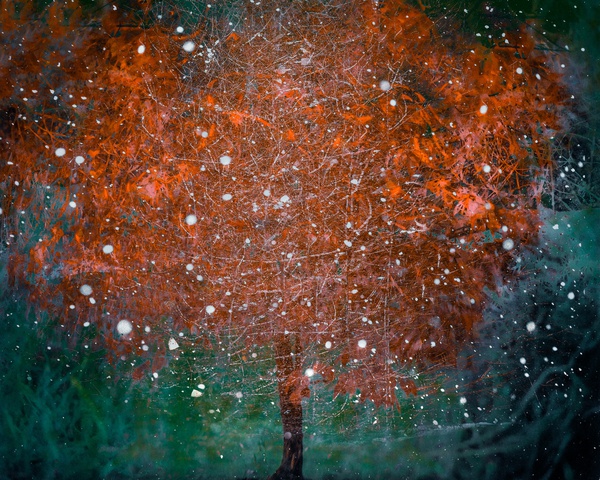 seasons-collide-study-3-2020-by-valda-bailey-limited-edition-print-for-sale-at-bosham-gallery