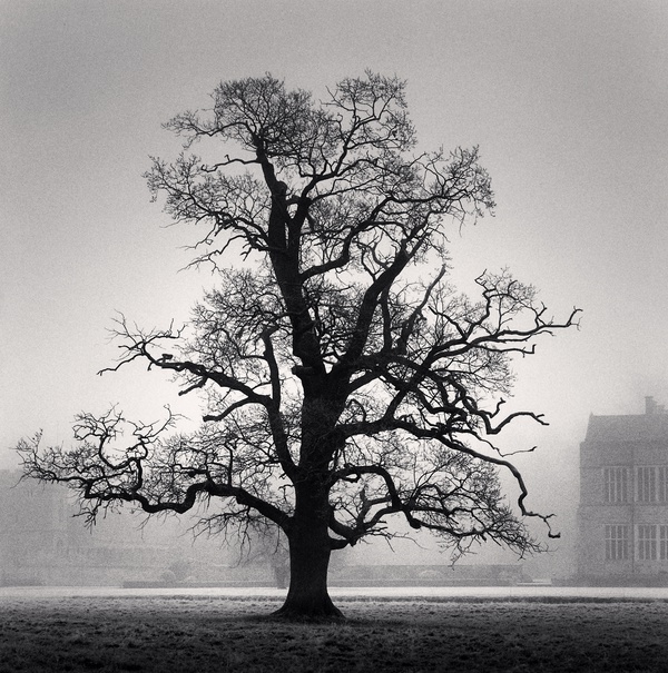 Michael Kenna, Graceful Oak, Broughton, Oxfordshire, England, 2005