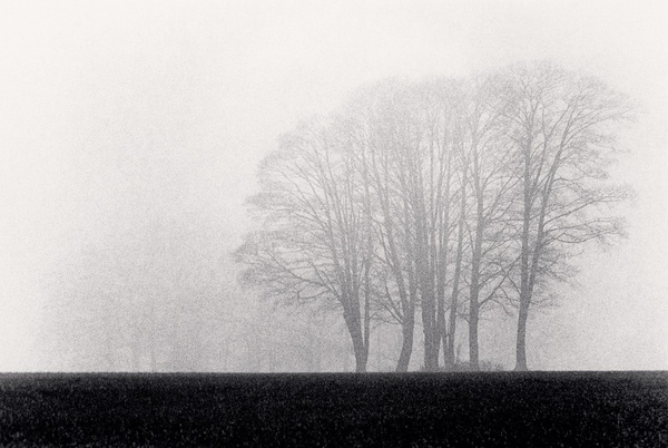 Michael Kenna, Trees, Burford, Oxfordshire, England, 1983