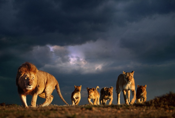 Steve Bloom, African Lion Family & Stormy Sky, Masai Mara, Kenya