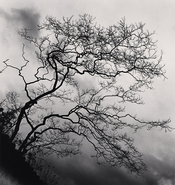 Michael Kenna, Temple Trees, Nara, Honshu, Japan, 2002