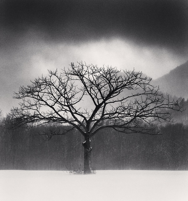 Michael Kenna, Tree Portrait, Study 6, Wakoto, Hokkaido, Japan, 2005