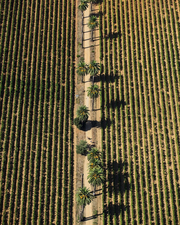 Tommy Clarke, Vineyard, St Tropez, 2014