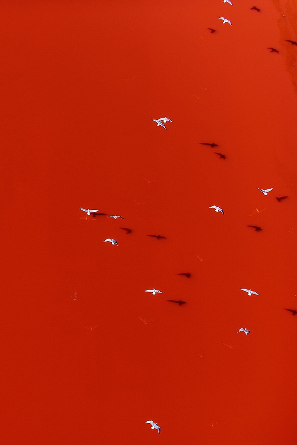 Tommy Clarke, Seagulls, USA, 2014