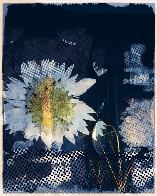 new-order-2020-by-valda-bailey-limited-edition-print-for-sale-at-bosham-gallery