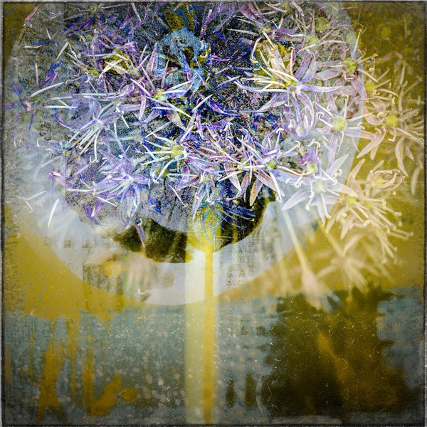 fading-embers-2020-by-valda-bailey-limited-edition-print-for-sale-at-bosham-gallery