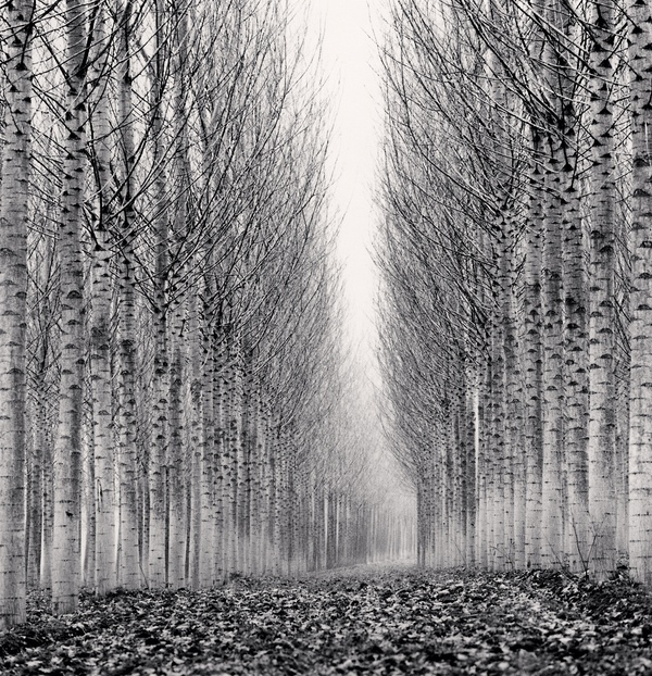Michael Kenna, Corridor Of Leaves, Guastalla, Emilia Romagna, Italy, 2006