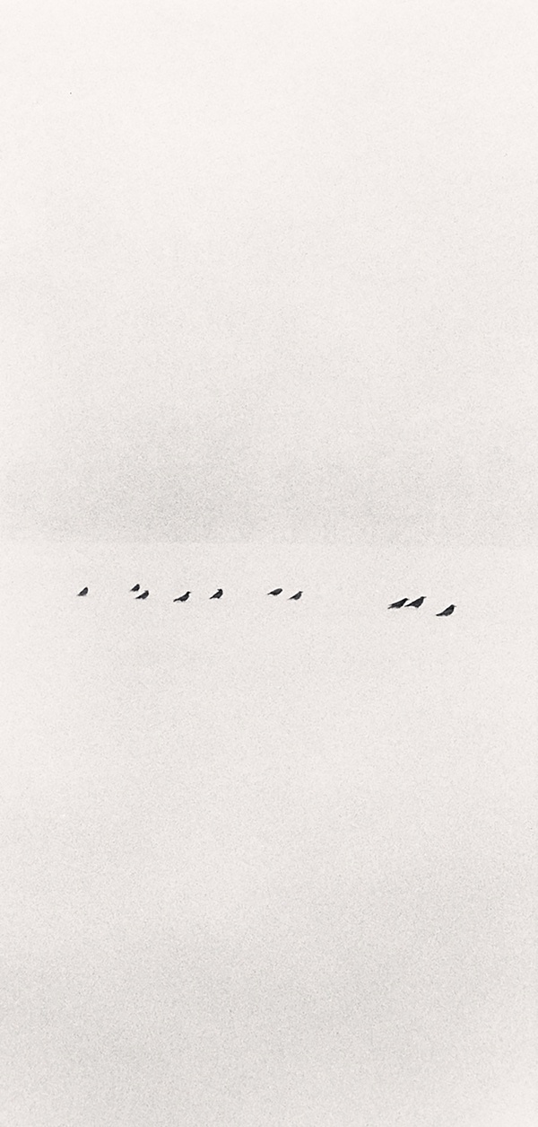 Michael Kenna, Ten Birds In Snowstorm, Wakoto, Hokkaido, Japan, 2002