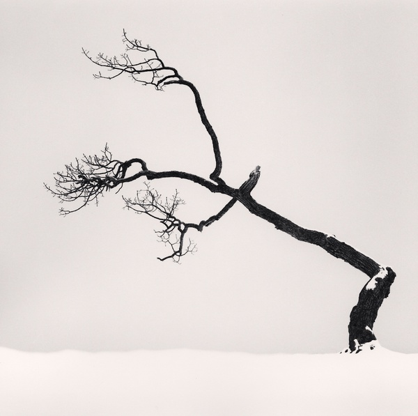 kussharo-lake-tree-study-6-kotan-hokkaido-japan-2007-by-michael-kenna-silver-gelatin-print-for-sale-at-bosham-gallery