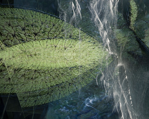 lilypad-2016-by-valda-bailey-framed-limited-edition-print-for-sale-at-bosham-gallery