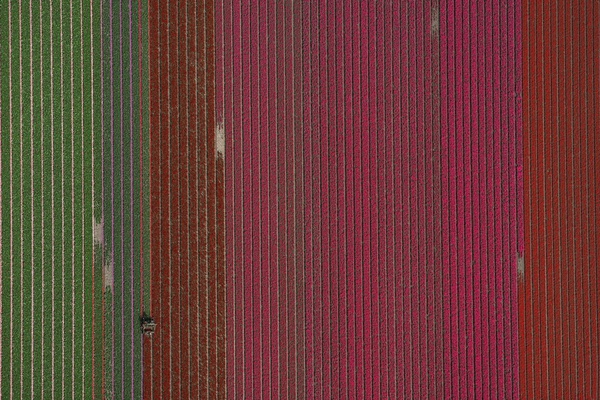 Tommy Clarke, The Harvest, Netherlands, 2018