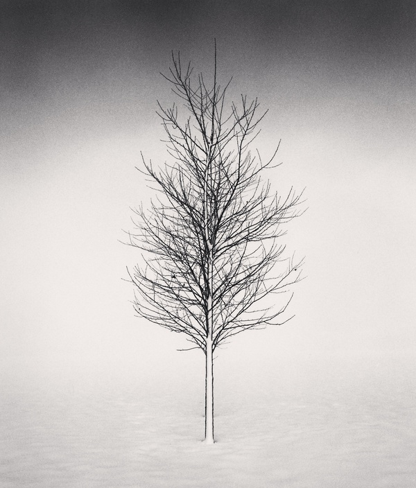 Michael Kenna Tree Portrait Study 1, Wakoto, Hokkaido, Japan, 2002 8x10” Silver Gelatin Print 16x20” Archival Mounted Print Signed by Michael Kenna Limited Edition of 45 SOLD OUT Artist Proof #2 of 4 USD $20,000